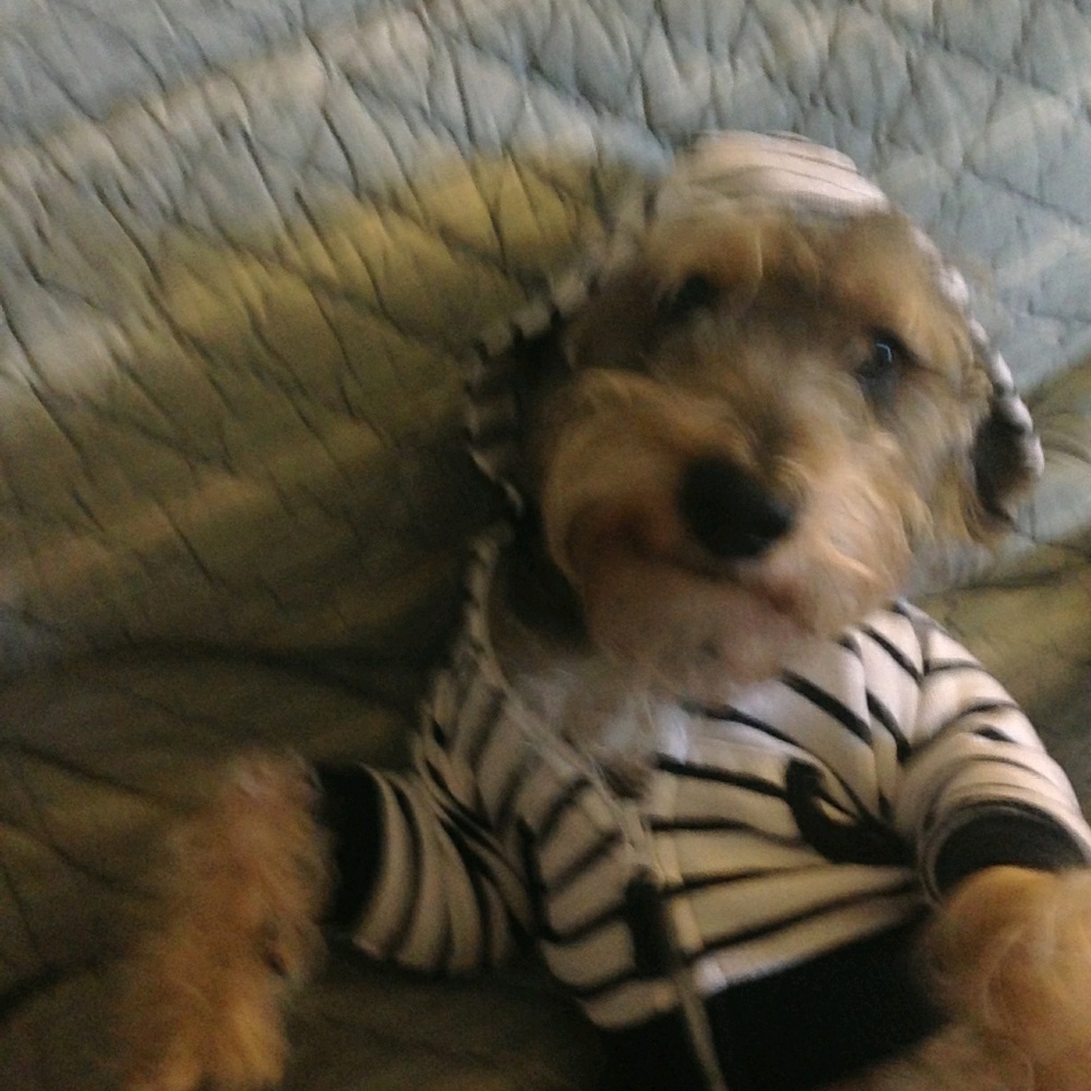 Meet your Posher, David